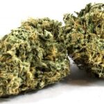 Zombie Kush