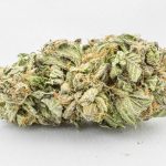 Comatose Indica